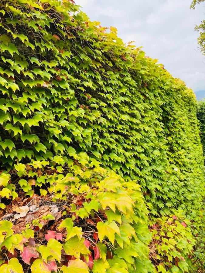Green House Hotel Лагодехи Екстериор снимка